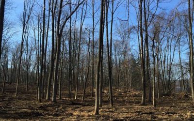 Forest Management in MCR Environmental Preserve