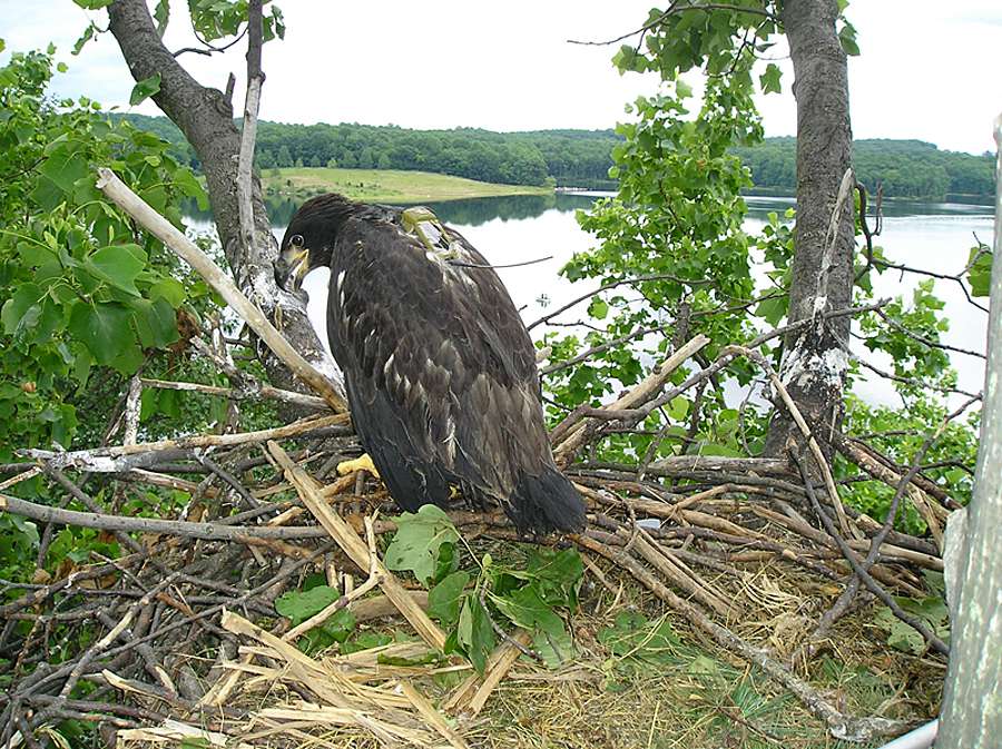 MCR Bald Eagles - Merrill Creek Reservoir