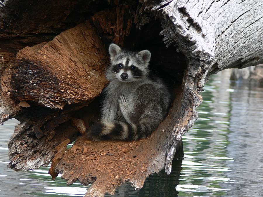 Raccoon in tree - Photo by John Pagani - Merrill Creek
