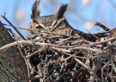 Great Horned Owl On Nest