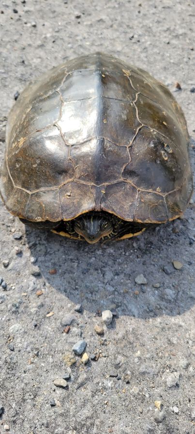 I’m The Map, I’m The Map, Map Turtle that is!