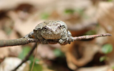 Hot, High Humidity July Weather means – GRAY TREEFROG BREEDING TIME at MCR!