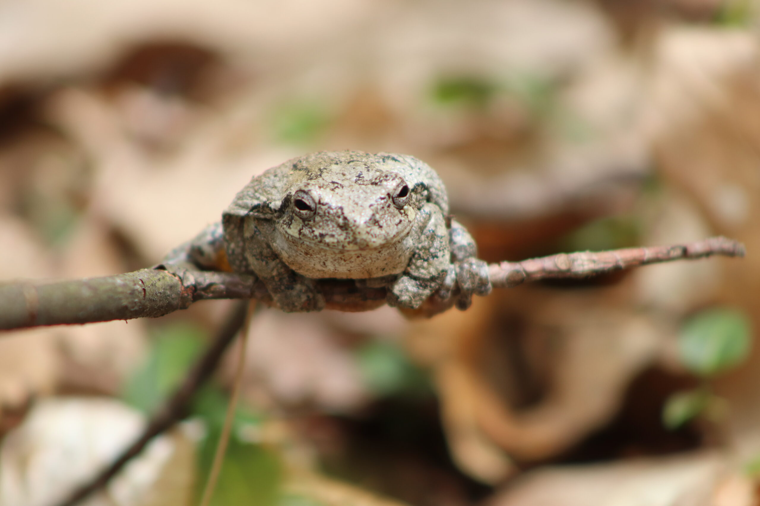 Hot, High Humidity July Weather means – GRAY TREEFROG BREEDING TIME at MCR!