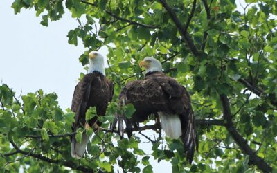 MCR Bald Eagle Update – Eagles and Drones Do Not Mix!