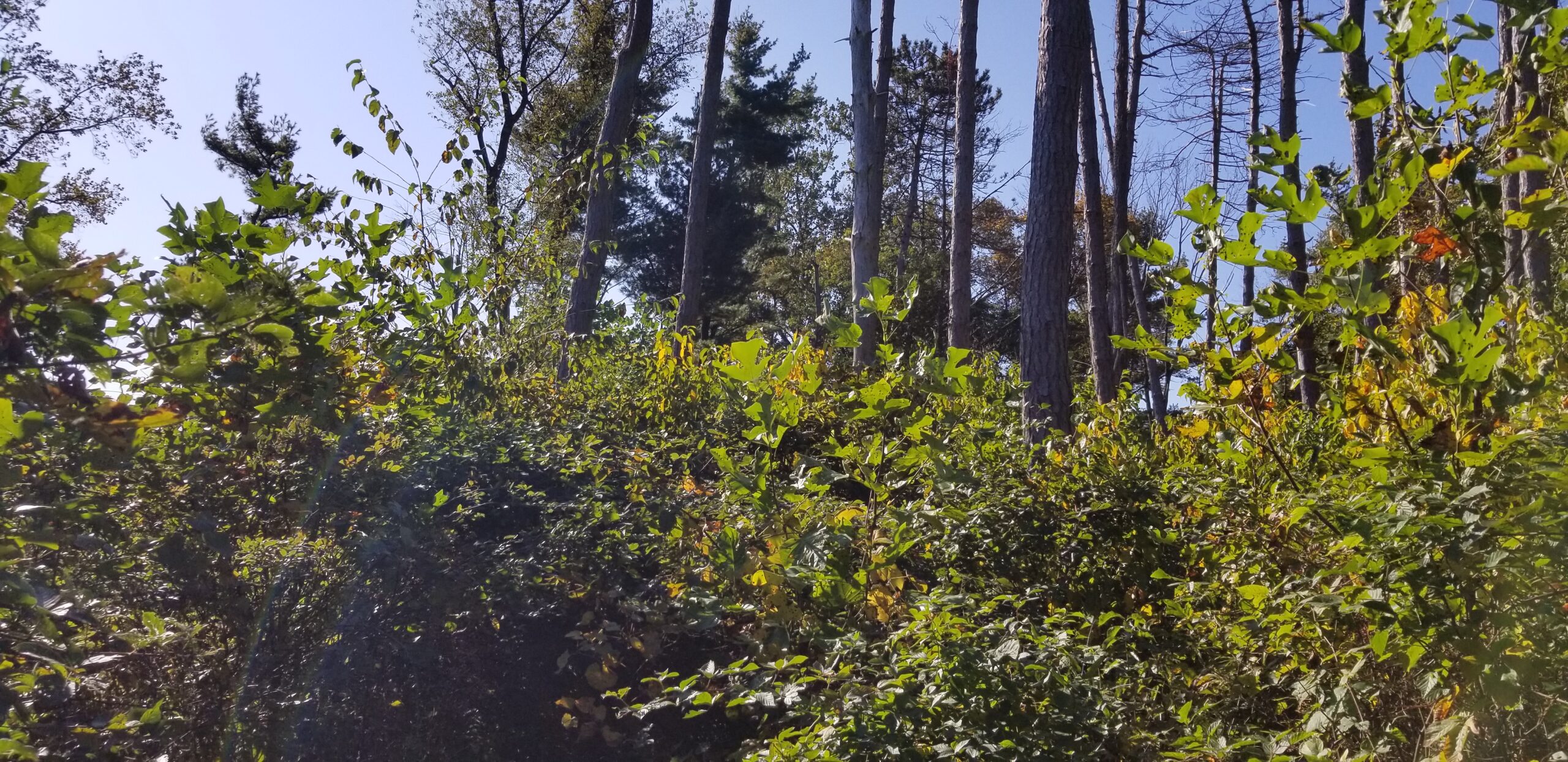 Finding Balance in the Forest -Young Forest and Old Growth, its not as “Clear-Cut” as You Think