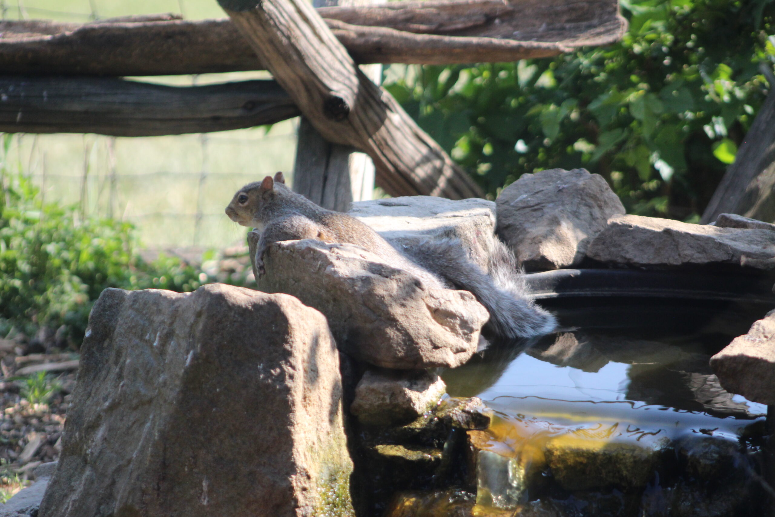 The MCR Squirrel Jacuzzi - Merrill Creek Reservoir