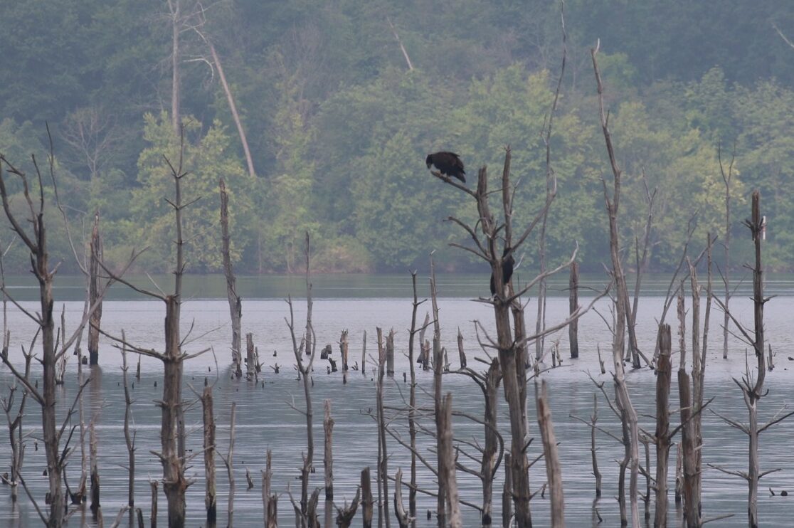 Fly Eagles Fly Eagles – Two New Bald Eagles Have Fledged at MCR this Season!