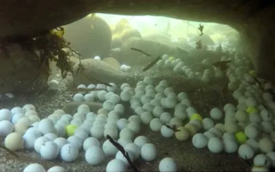Driving Golf Balls into the Reservoir is not only Dangerous to Visitors, but also impacts Wildlife and Water Quality!