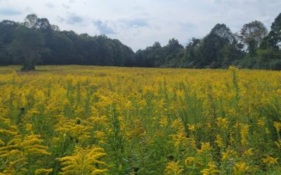 Late Bloomers – Critical for Pollinators