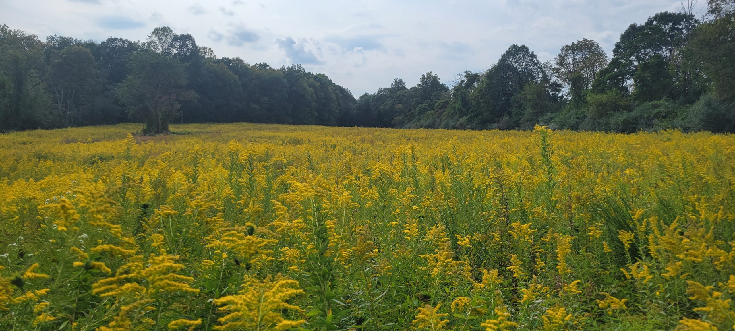 Late Bloomers – Critical for Pollinators