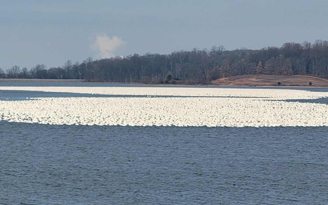The Snow Goose – Familiar Winter Visitor to MCR