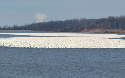 The Snow Goose – Familiar Winter Visitor to MCR