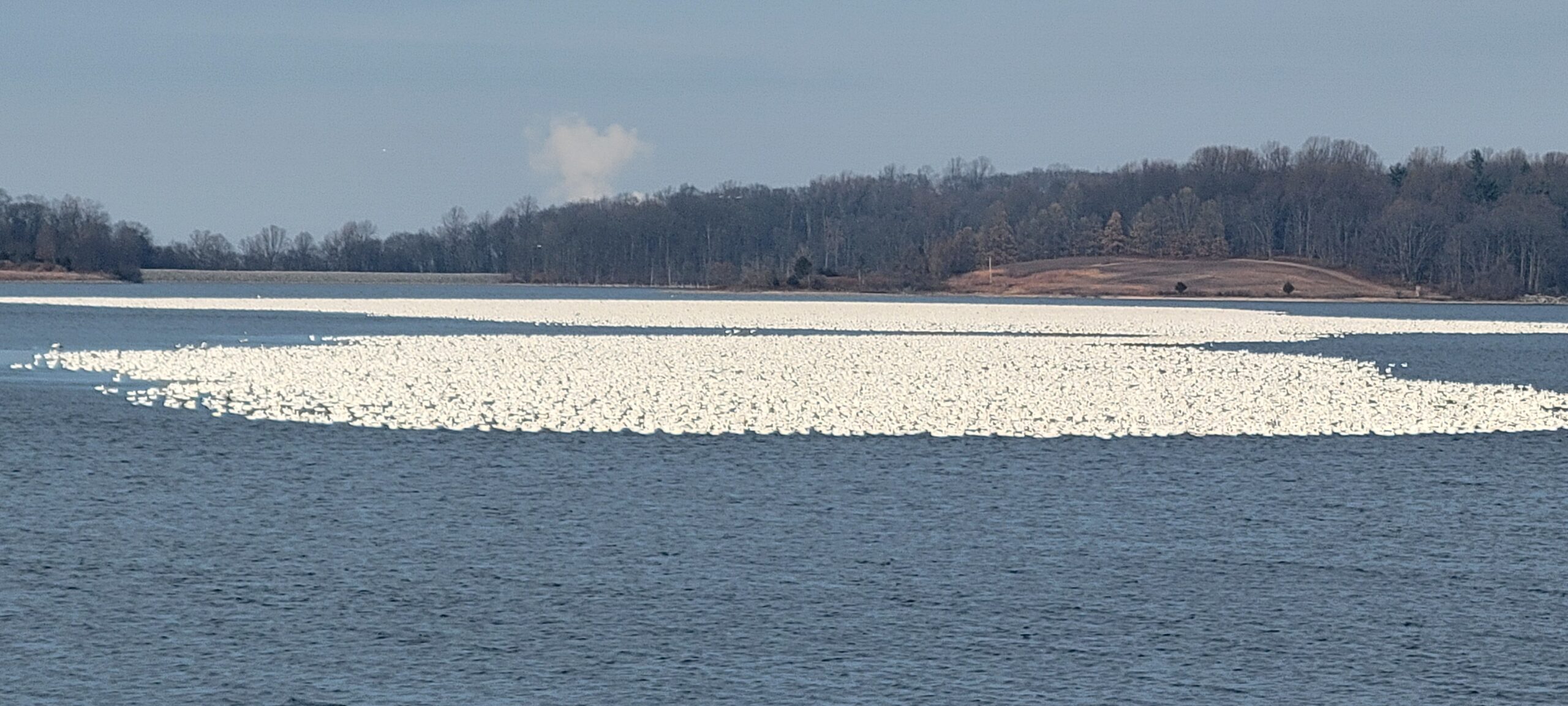 The Snow Goose – Familiar Winter Visitor to MCR