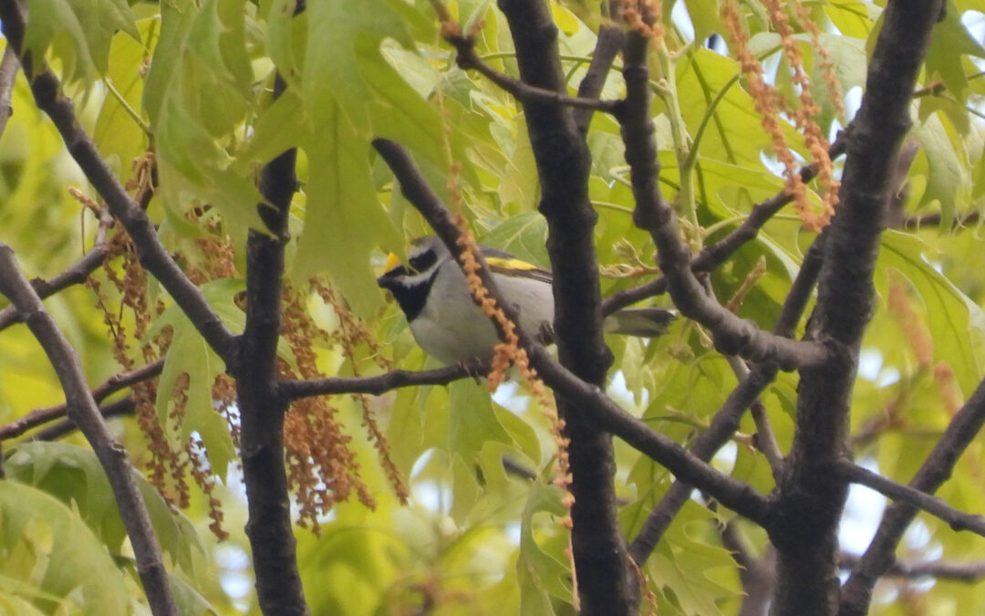 Golden-winged Warbler Spotted at MCR!