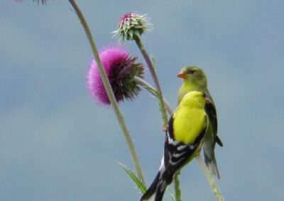 American Goldfinches on thistle