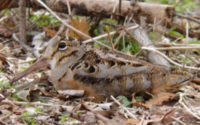 Timberdoodle Broods at MCR Forest Treatment Areas