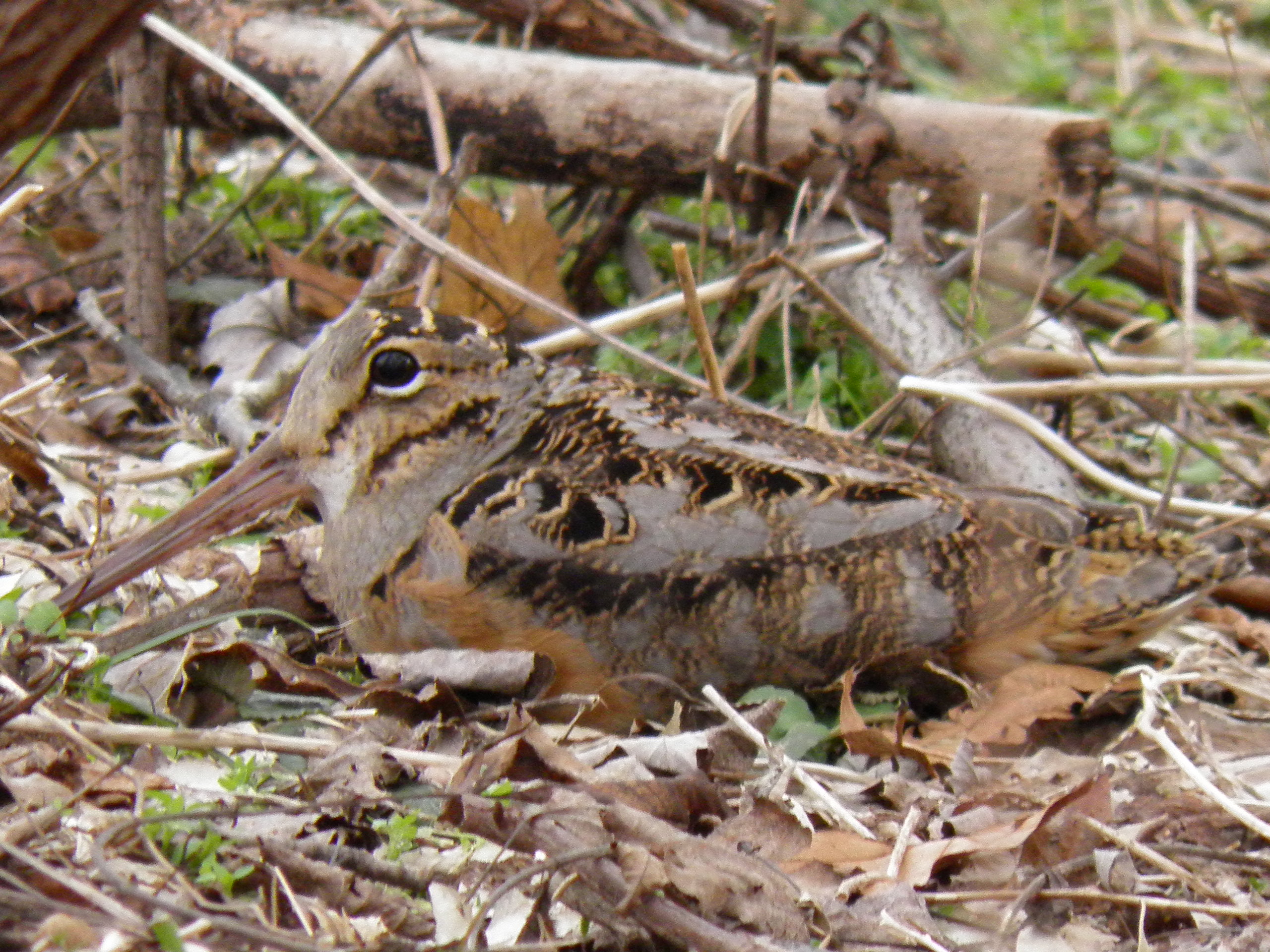Timberdoodle Broods at MCR Forest Treatment Areas