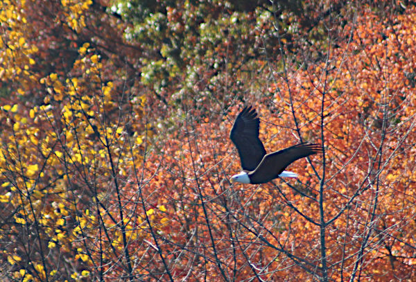 Bald eagle in Fall at MCR