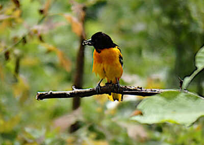Baltimore Oriole