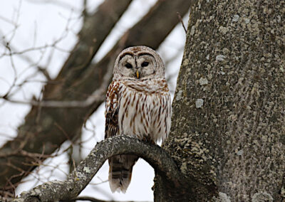 Barred Owl