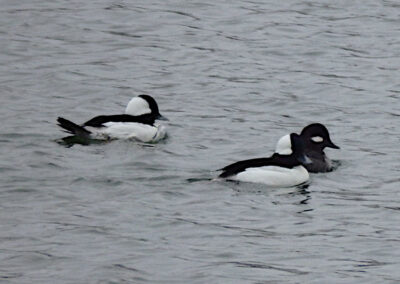 Buffleheads