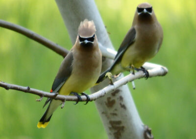 Cedar Waxwings