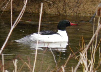 Common Merganser