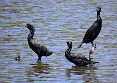 Double-Crested Cormorants