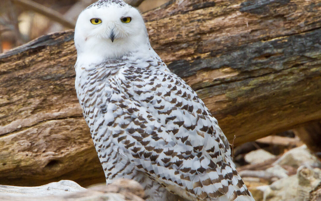 Accidents Will Happen – When Birds Don’t Read Their Range Maps