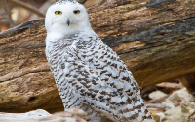 Accidents Will Happen – When Birds Don’t Read Their Range Maps