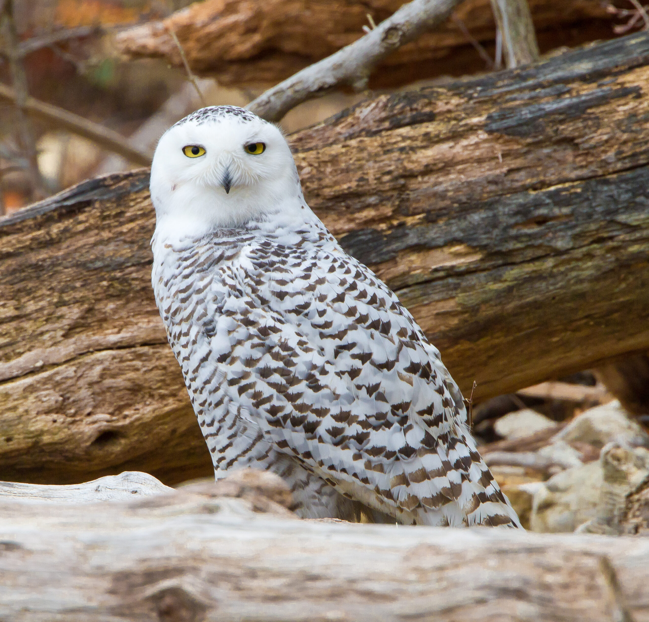 Accidents Will Happen – When Birds Don’t Read Their Range Maps