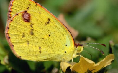 Southern Species of Butterfly spotted on Scott’s Mountain near Merrill Creek Reservoir