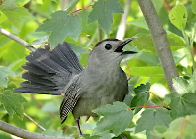 Gray Catbird