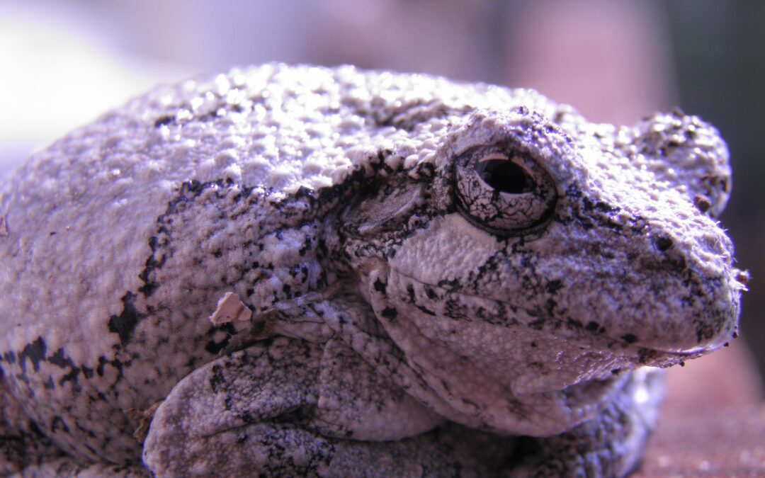 Its Tree Frog mating time at MCR!