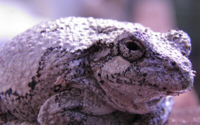 Its Tree Frog mating time at MCR!