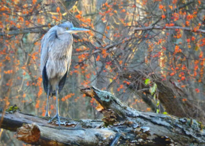 Great Blue Heron