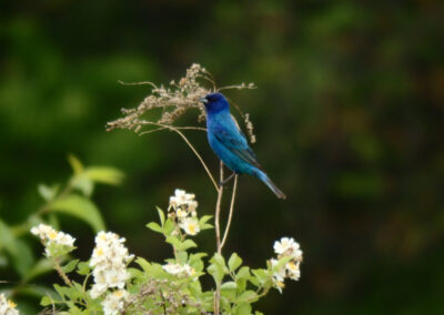 Indigo Bunting