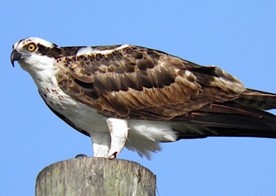 Osprey