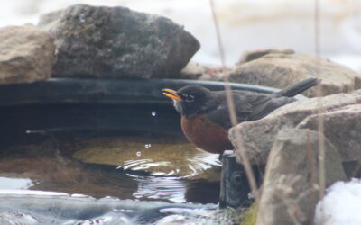 Don’t Leave Them High and Dry: The Importance of Winter Water for Birds