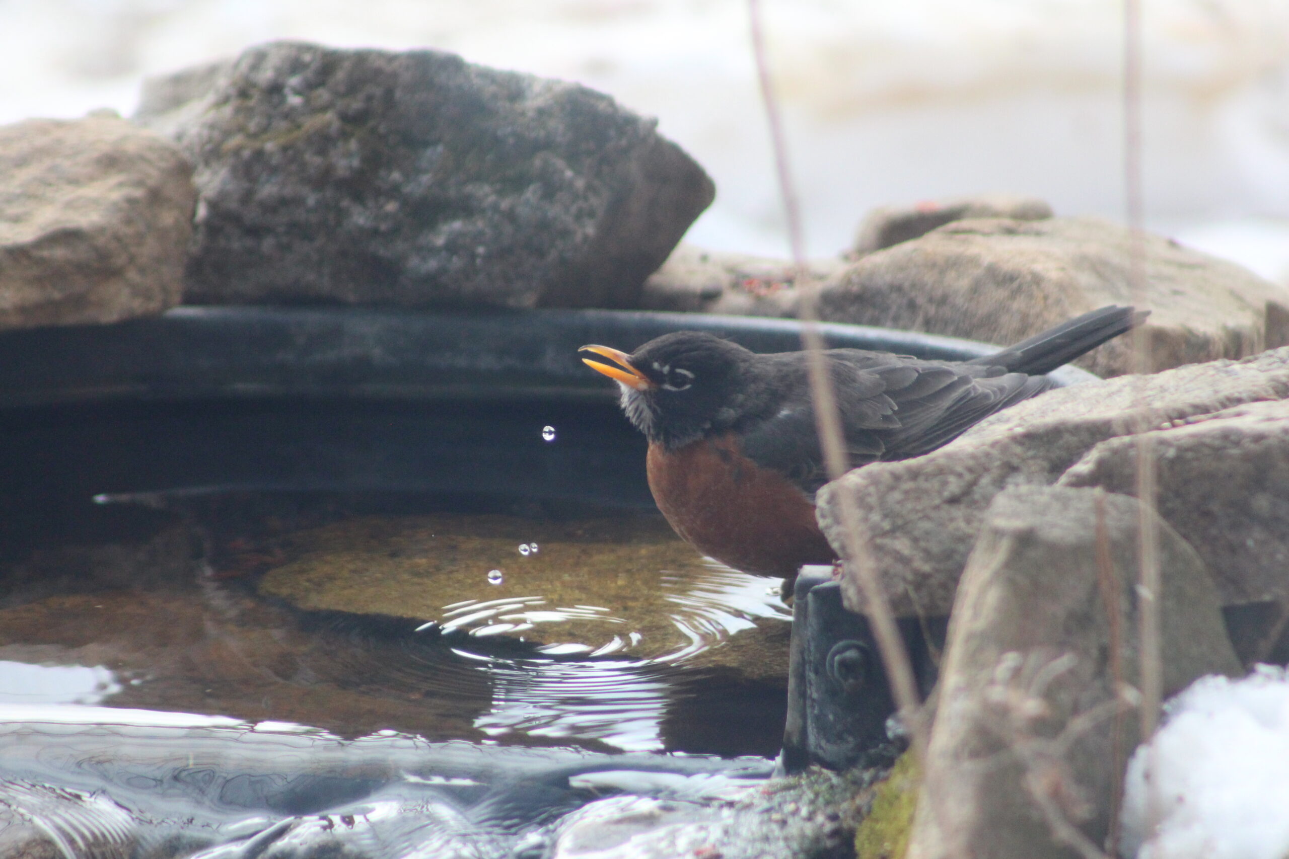 Don’t Leave Them High and Dry: The Importance of Winter Water for Birds