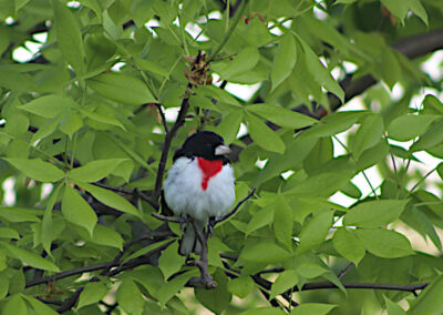 Rose-Breasted Grosbeak