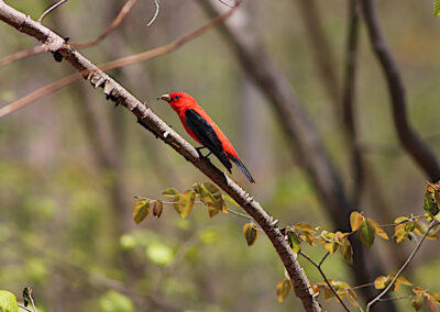 Scarlet Tanager