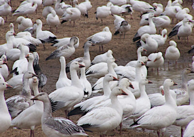 Snow Geese
