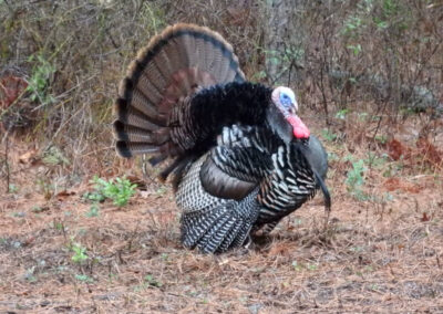 Wild Turkey