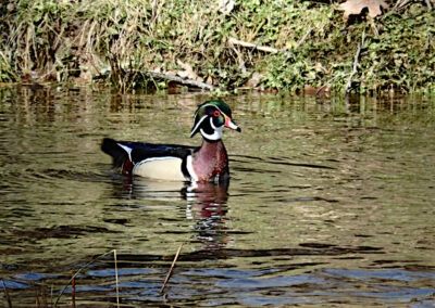 Wood Duck