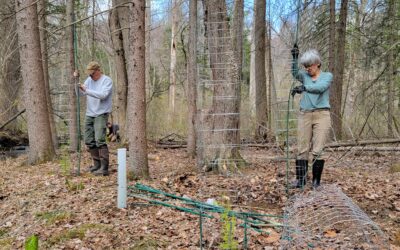 Atlantic White Cedar and Brook Trout – Perfect Together at MCR