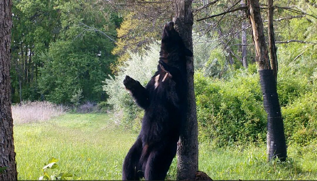 Backscratcher, Backscratcher!