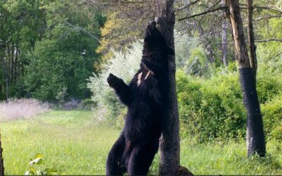 Backscratcher, Backscratcher!