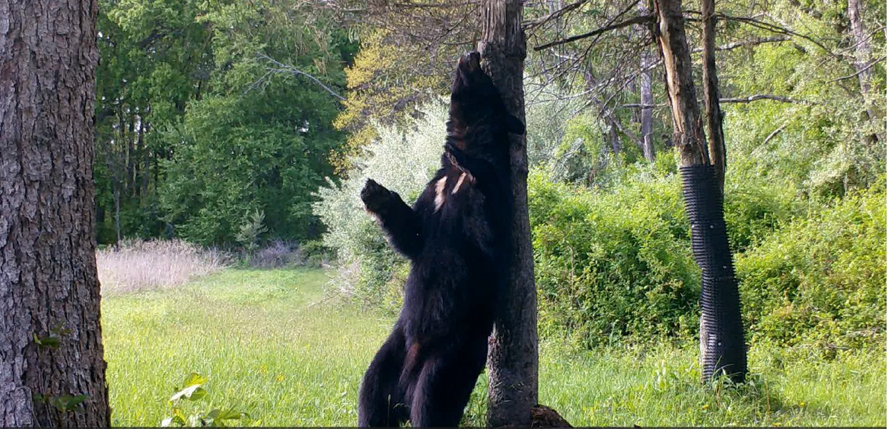 Backscratcher, Backscratcher!