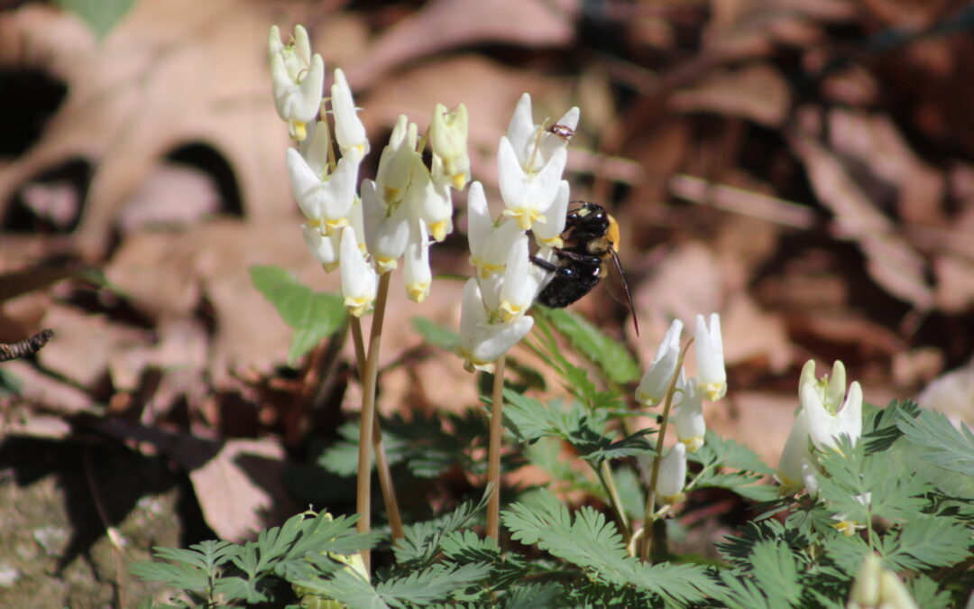 Spring Ephemerals – Critical for Pollinators- So Don’t Pick or Eat Them!